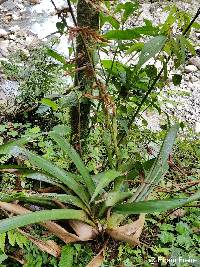 Guzmania undulatobracteata image
