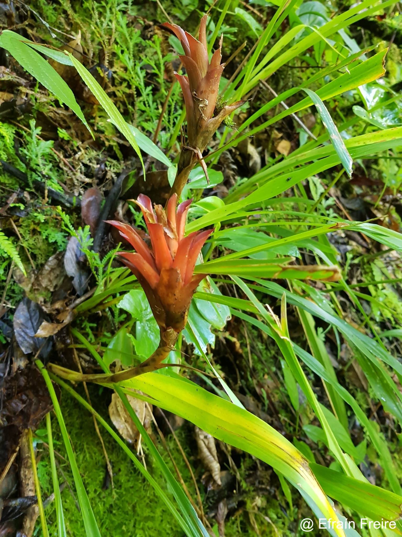 Pitcairnia hitchcockiana image