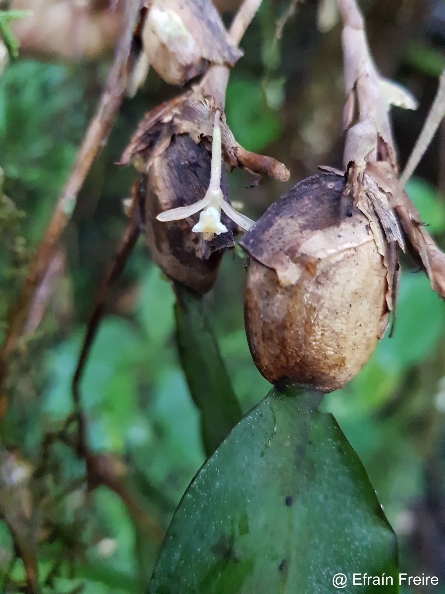 Maxillaria pendula image