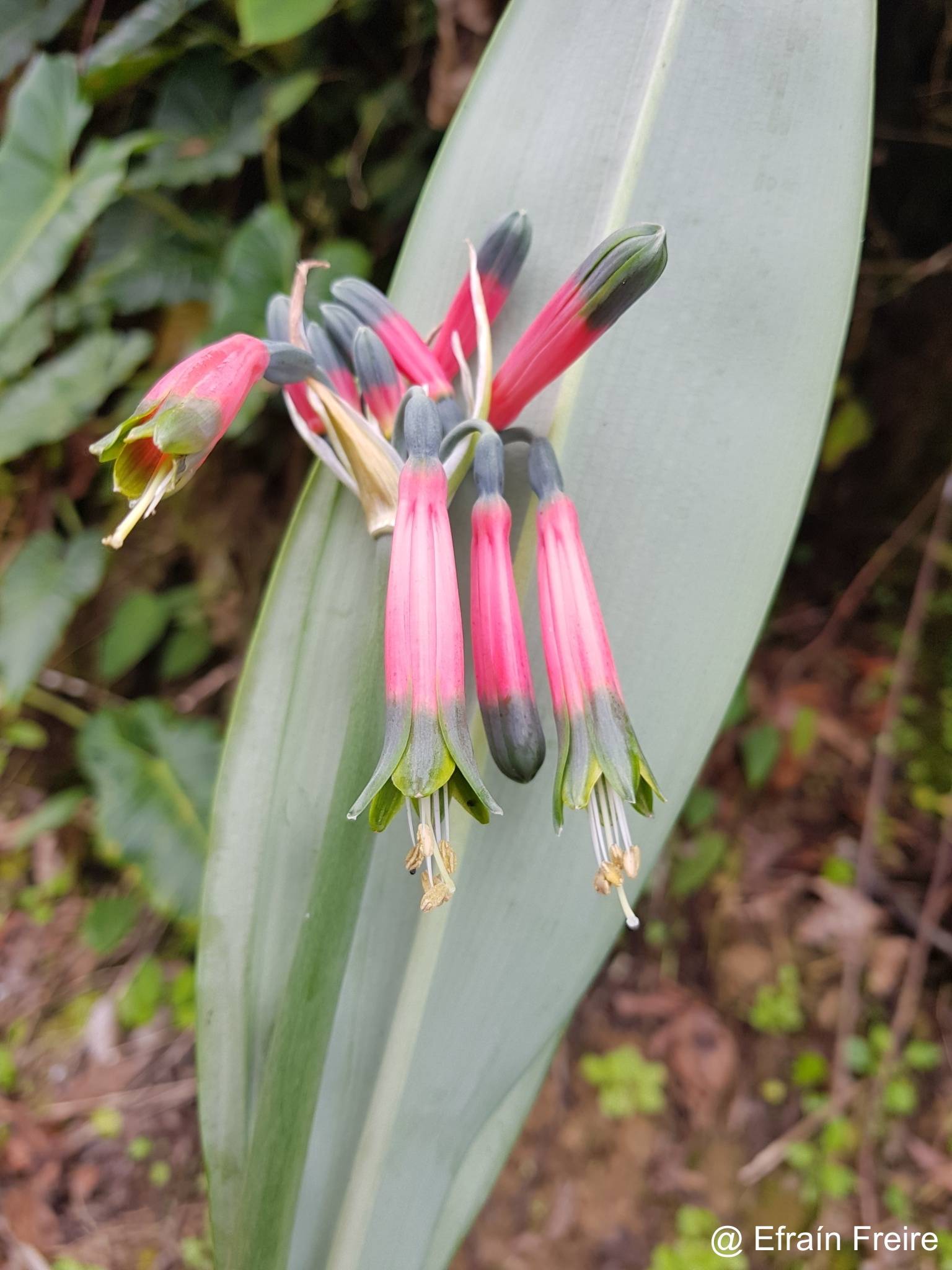 Phaedranassa tunguraguae image