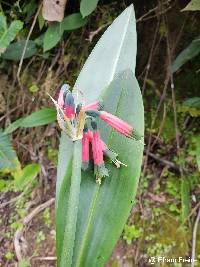 Image of Phaedranassa tunguraguae