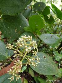 Graffenrieda cucullata image