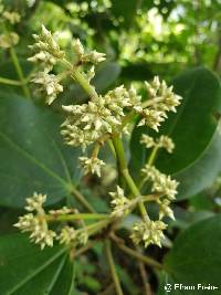 Graffenrieda cucullata image