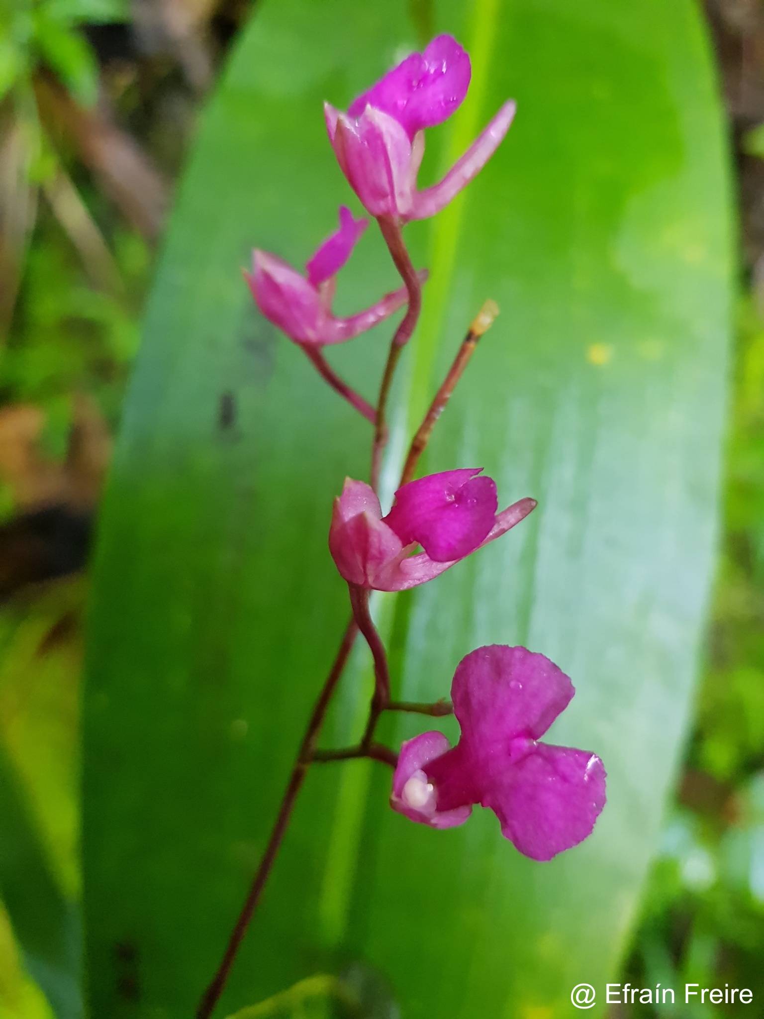 Comparettia falcata image