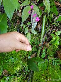 Comparettia falcata image