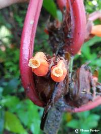 Drymonia urceolata image