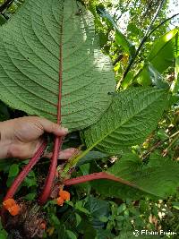 Drymonia urceolata image