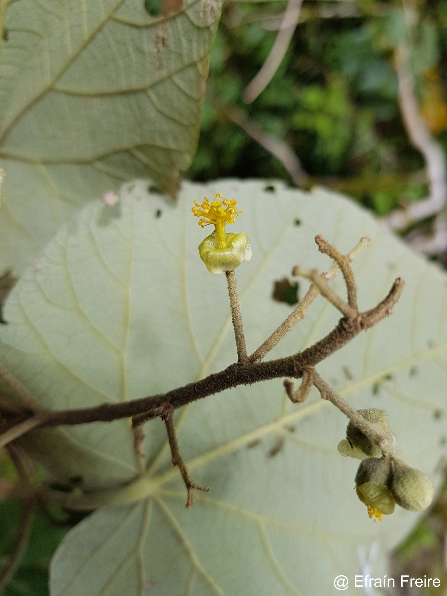 Heliocarpus americanus image