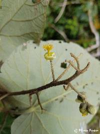 Image of Heliocarpus americanus