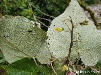 Heliocarpus americanus image
