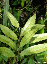 Psammisia guianensis image