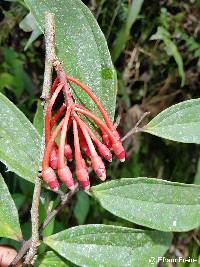 Psammisia guianensis image