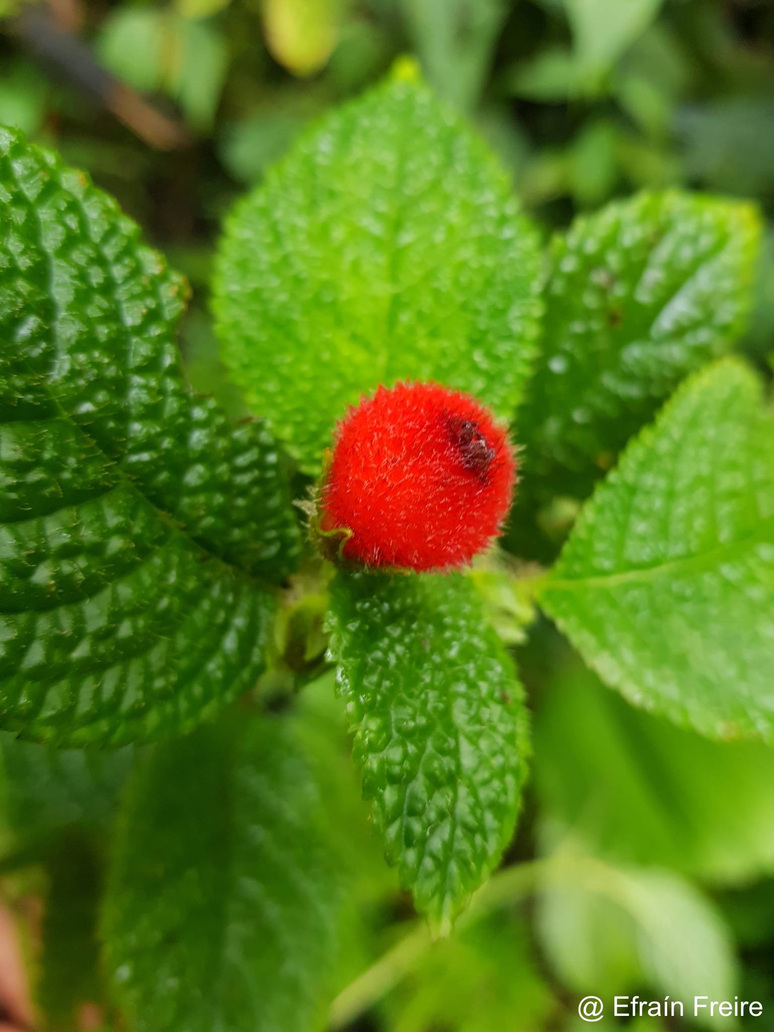 Pearcea schimpfii image