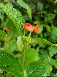 Pearcea schimpfii image