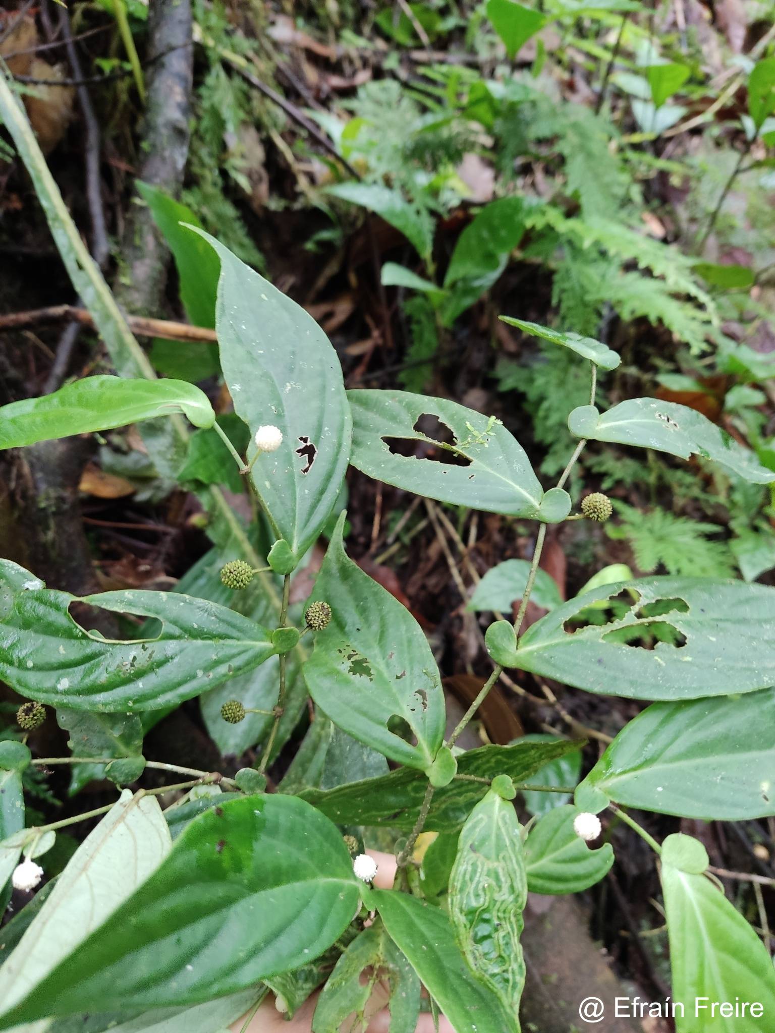 Piper piluliferifolium image
