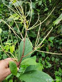 Peperomia striata image