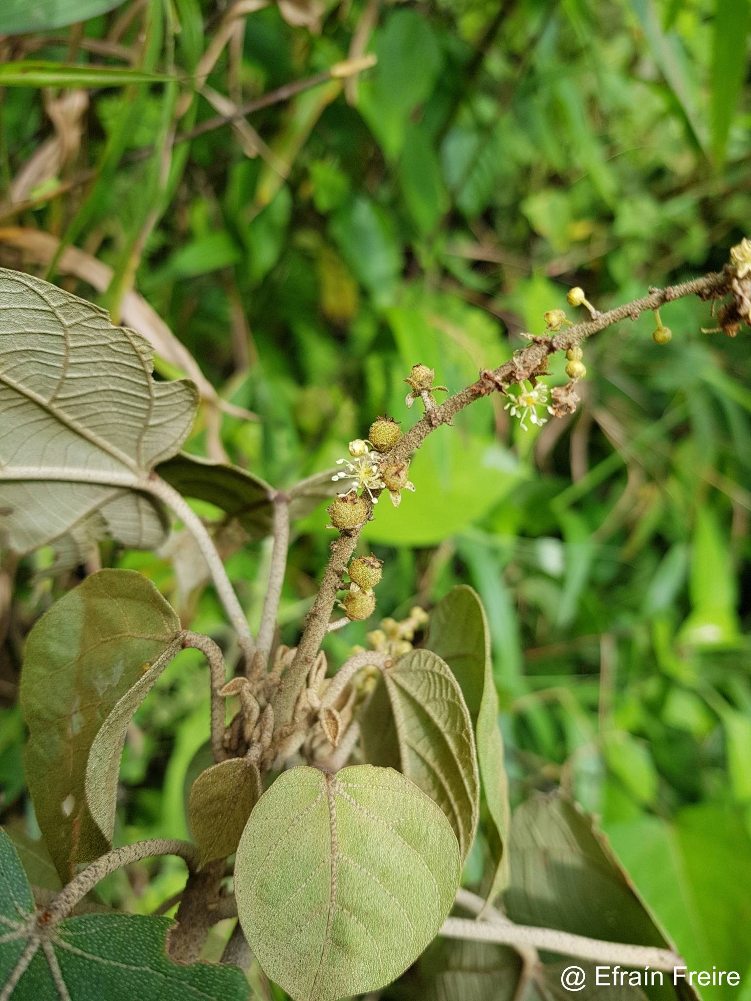 Croton rimbachii image