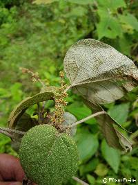 Croton rimbachii image