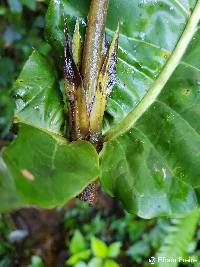 Condaminea corymbosa image