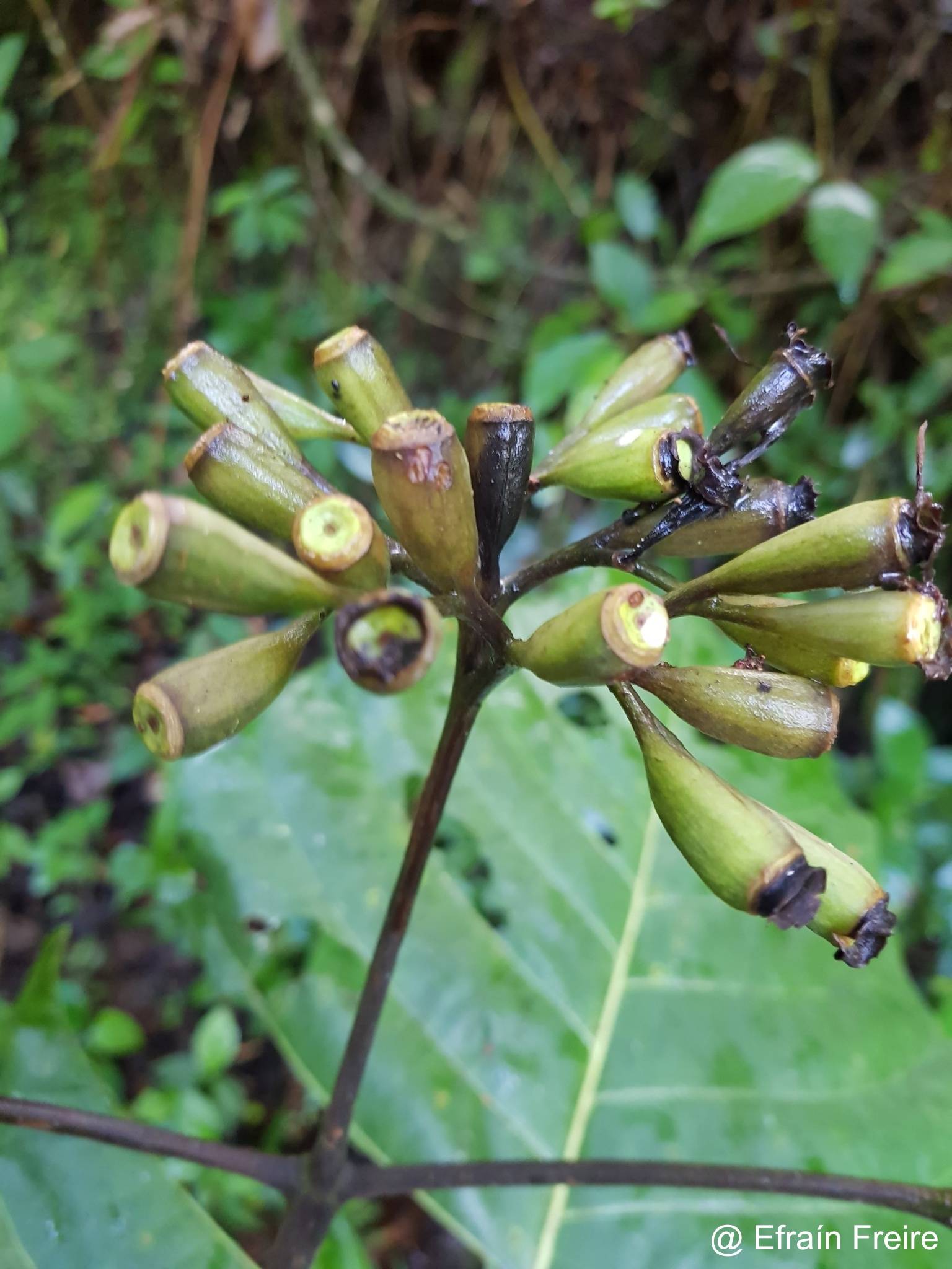 Condaminea corymbosa image