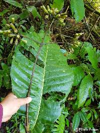 Condaminea corymbosa image