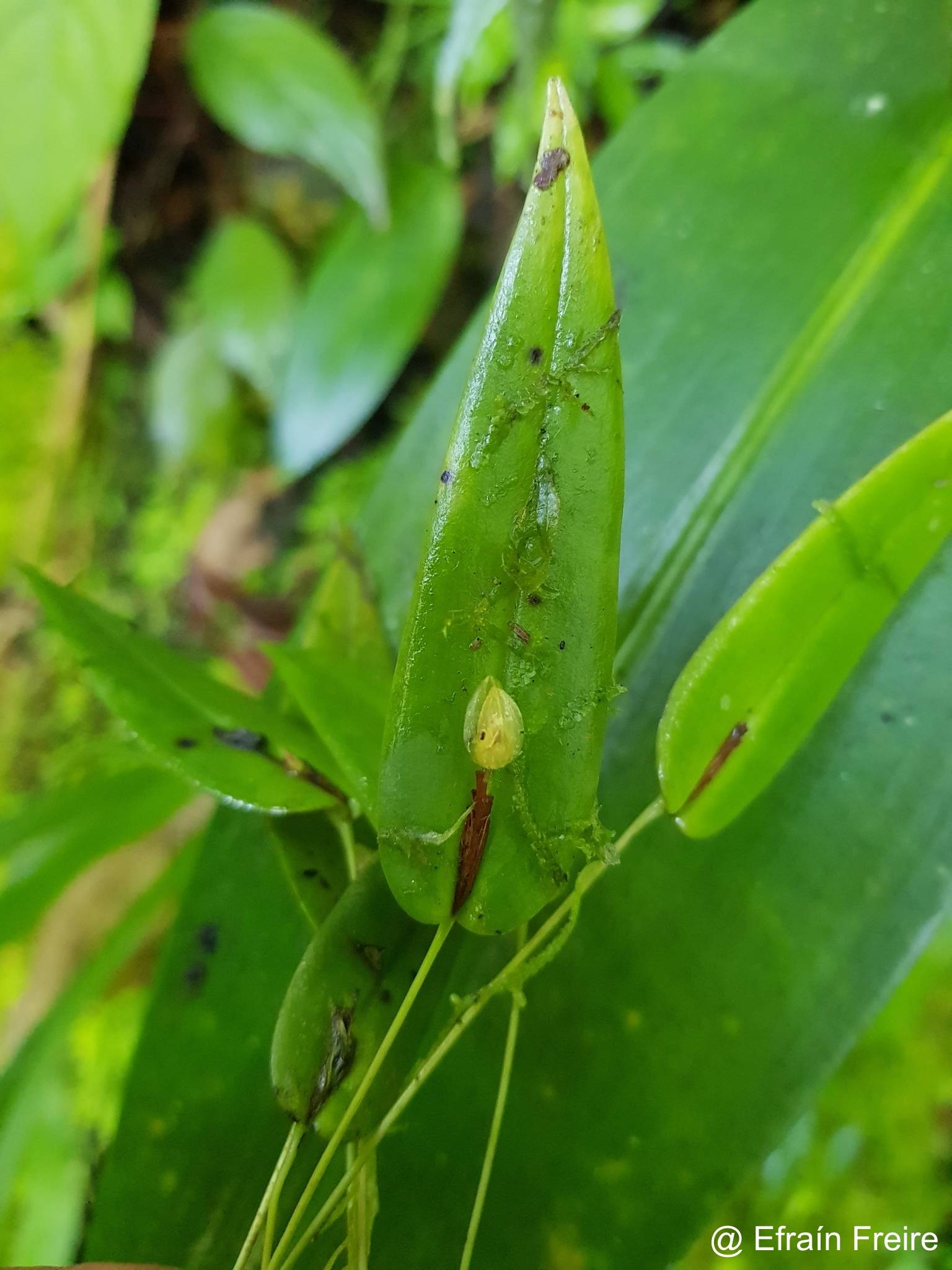Pleurothallis macra image