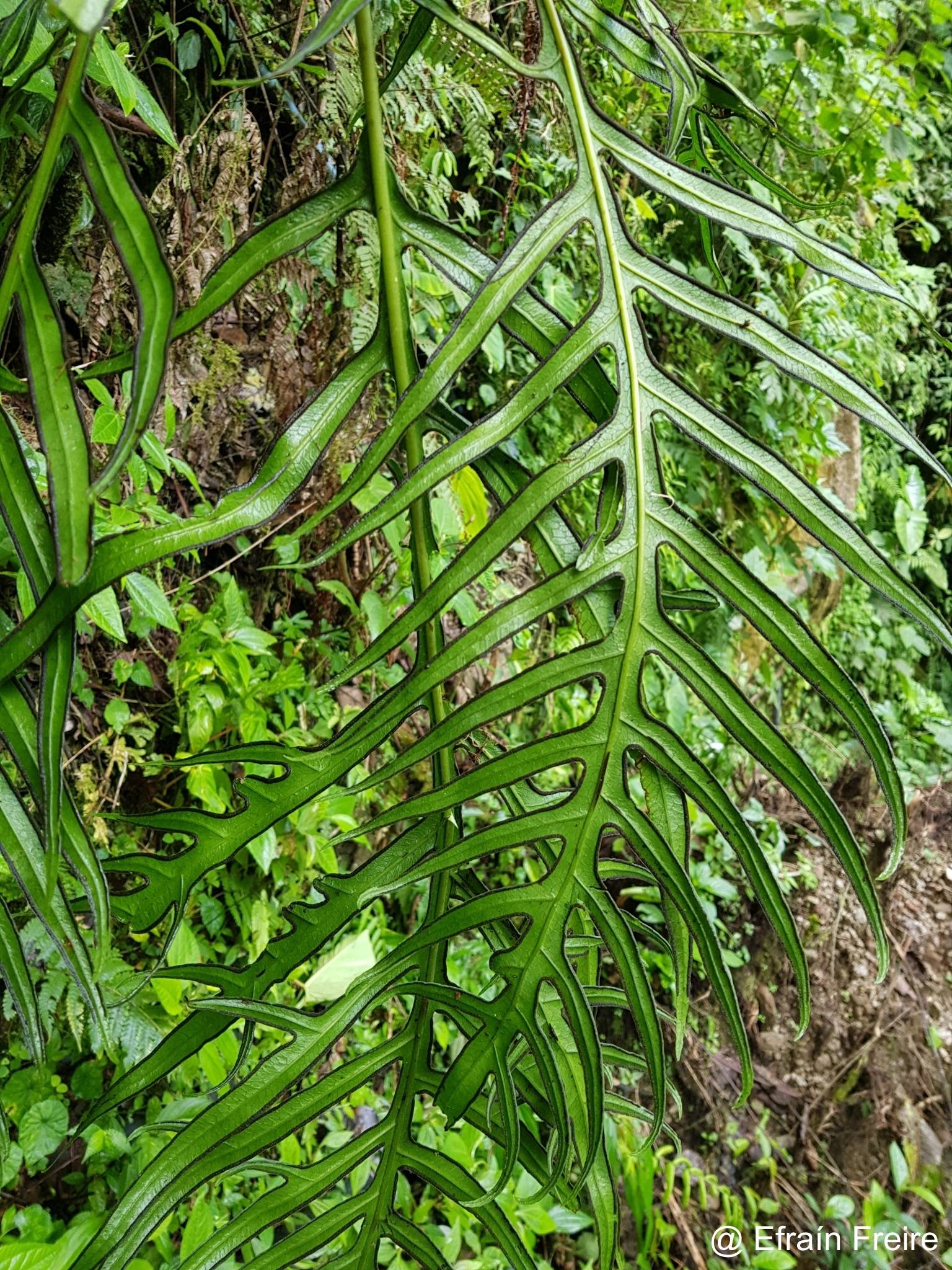 Pteridaceae image