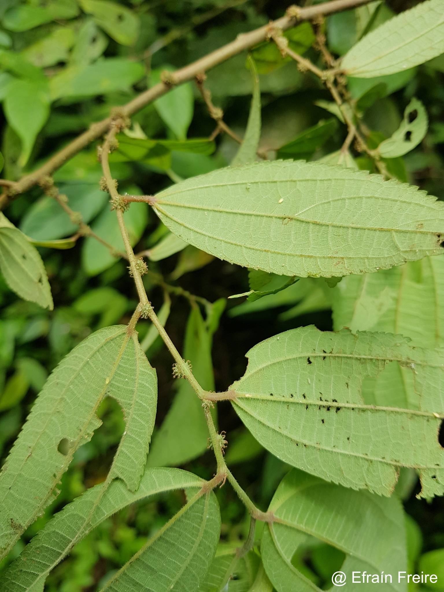 Trema micranthum image