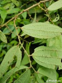 Image of Trema micranthum