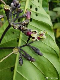 Condaminea corymbosa image
