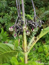 Condaminea corymbosa image