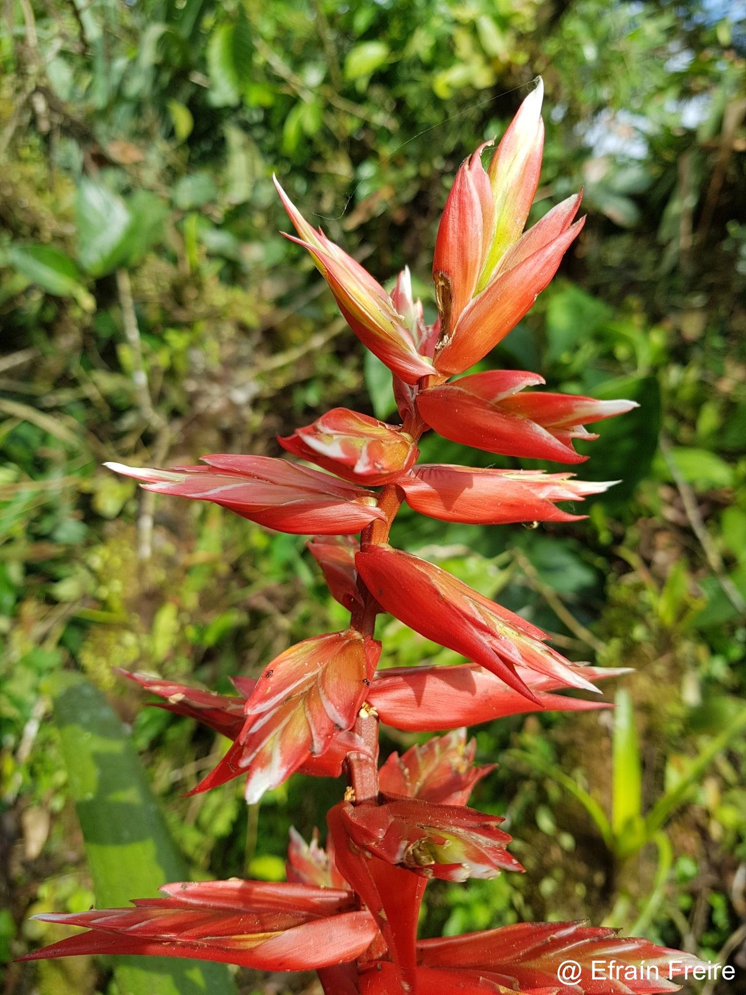 Tillandsia schimperiana image