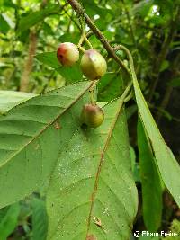 Image of Chrysochlamys weberbaueri