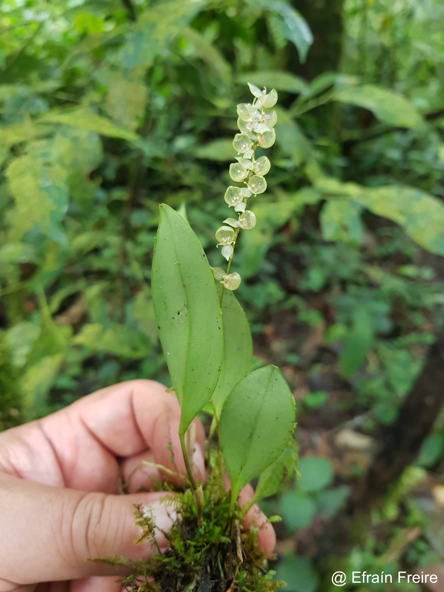 Pleurothallis alveolata image