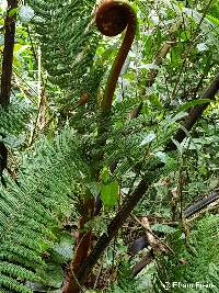 Dicksonia sellowiana image