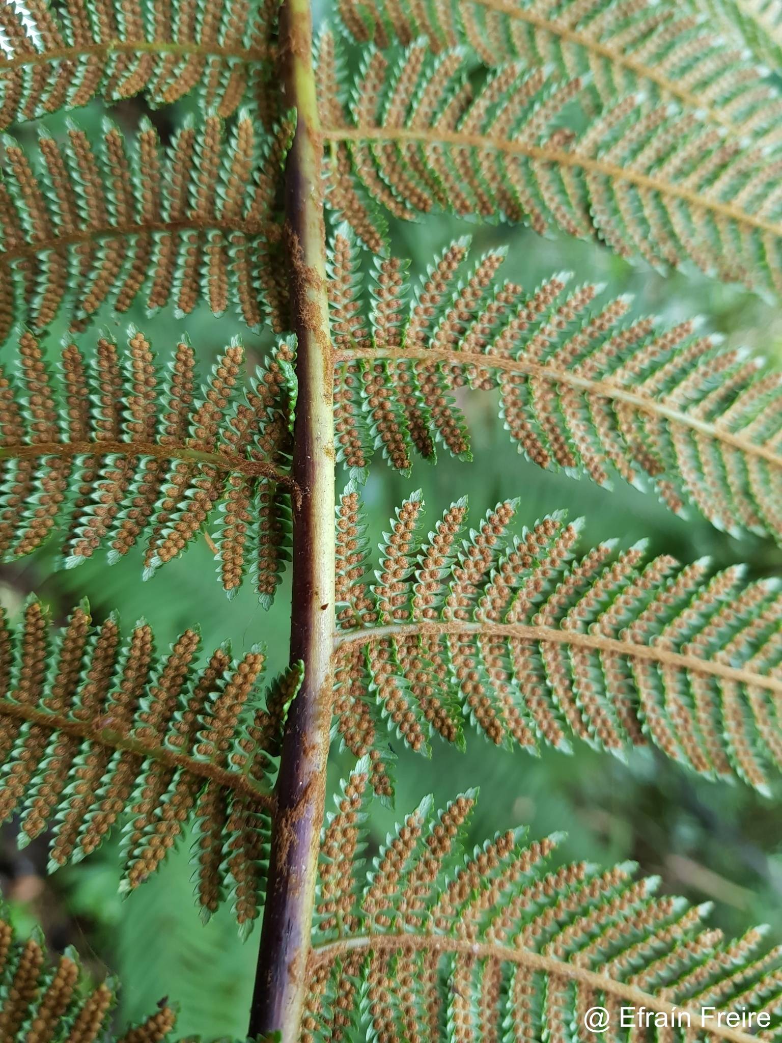 Dicksonia sellowiana image