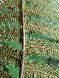 Image of Dicksonia sellowiana