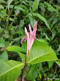 Image of Justicia carnea