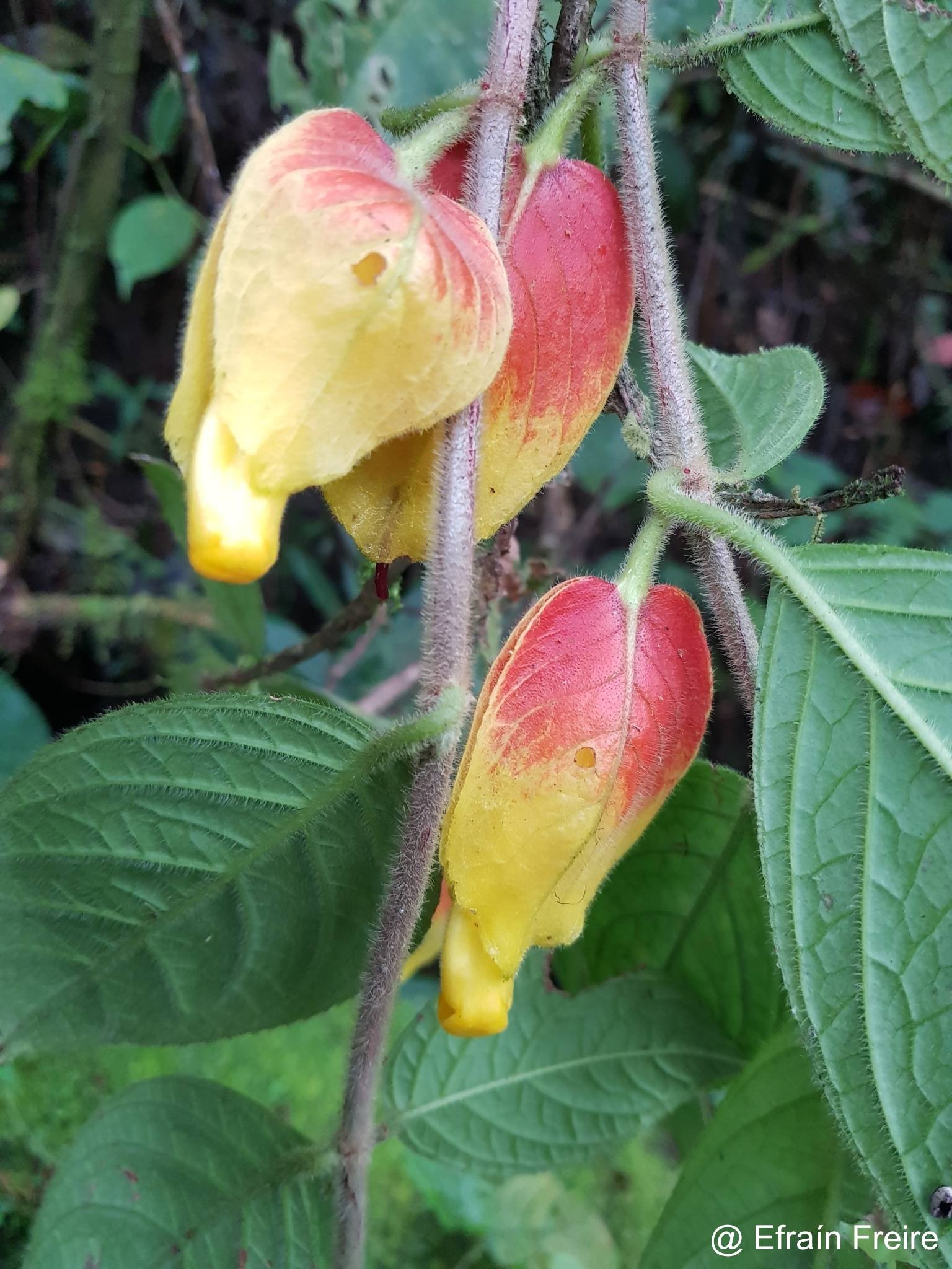 Drymonia hoppii image