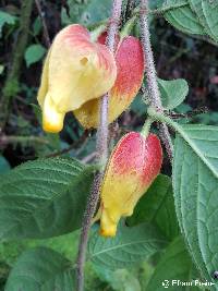 Image of Drymonia hoppii