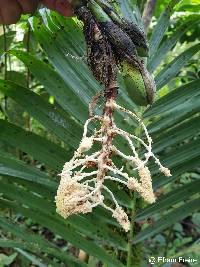 Chamaedorea linearis image