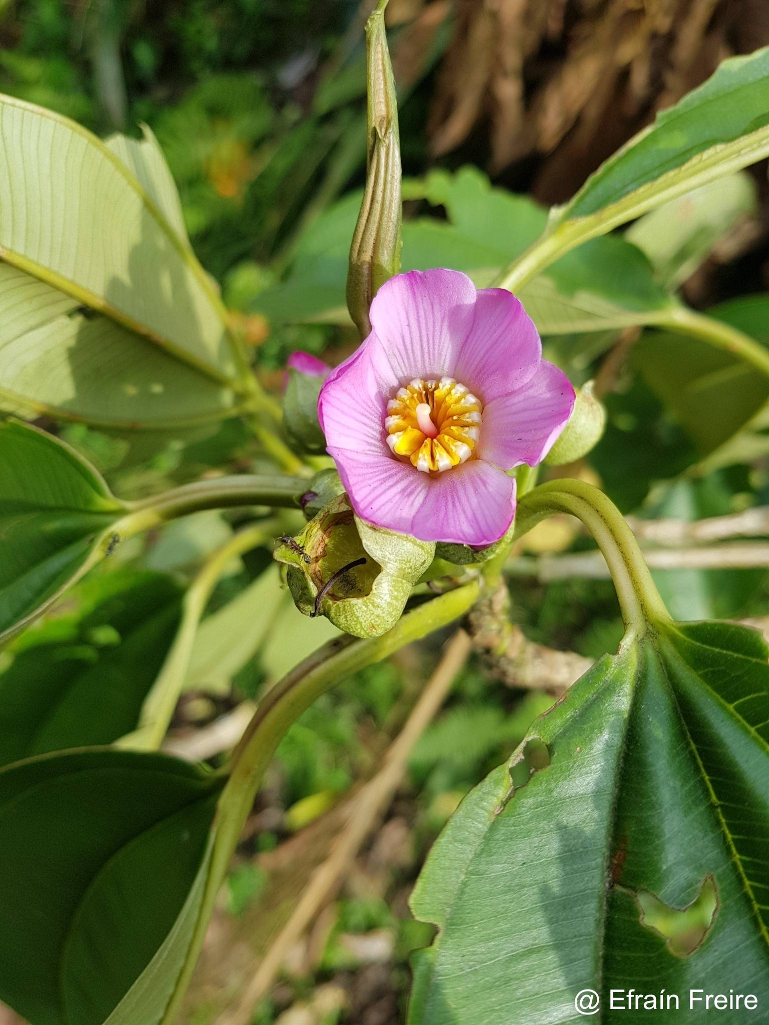 Blakea subvaginata image