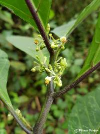 Image of Lycianthes radiata