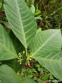 Lycianthes radiata image