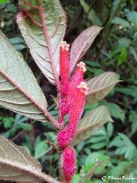 Columnea inaequilatera image