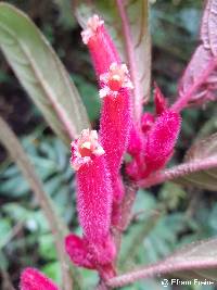Image of Columnea inaequilatera