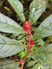 Columnea inaequilatera image