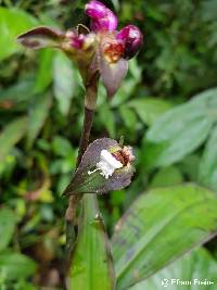 Tradescantia zanonia image