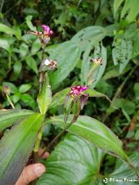 Tradescantia zanonia image