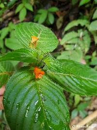 Besleria comosa image